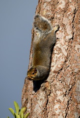 Squirrel 