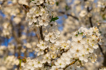 Close-up snow-white flowers on a cherry tree