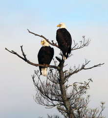 Mated Eagle Pair Perching in Acton, Massachusetts