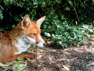 Fox