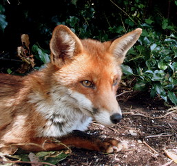 Fox