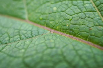 the beautiful green plant leaves in the garden