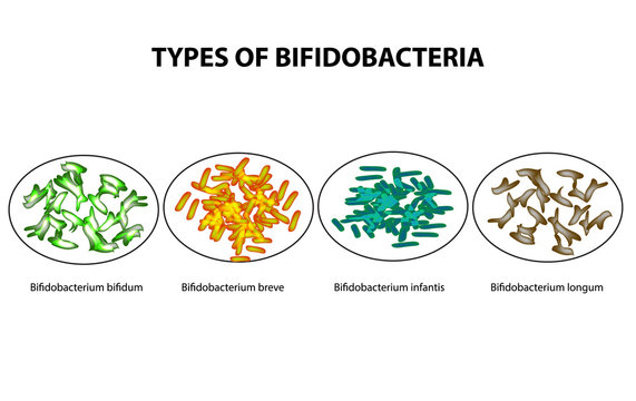 Types of bifidobacteria. Bifidumbacterium. Probiotics. Good intestinal microflora. Infographics. Vector illustration on isolated background.