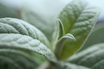 the beautiful green plant leaves in the garden