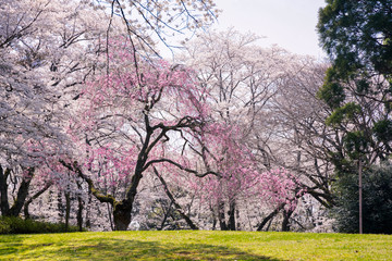 Obraz premium 満開の桜