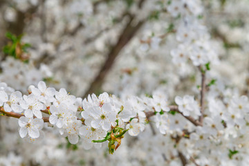 Close-up snow-white flowers on a cherry tree