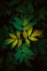 the beautiful green plant leaves in the garden