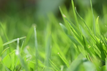 Grass