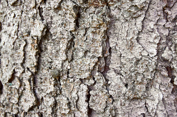The structure of cracked bark on a pine tree in the rays of sunlight. The original texture of deep cracks in the pine bark. Natural concepts for design.