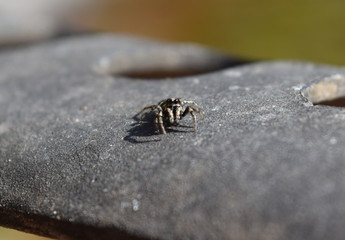 Zebra spider