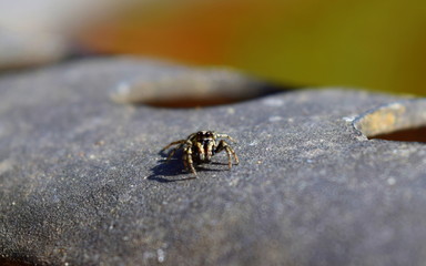 Zebra spider