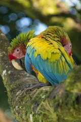 Portrait of sitting yellow breast Ara. (Ara ararauna).