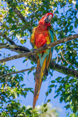 Portrait of sitting yellow breast Ara. (Ara ararauna).