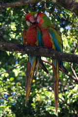 Portrait of sitting yellow breast Ara. (Ara ararauna).