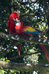 Portrait of sitting yellow breast Ara. (Ara ararauna).