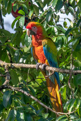 Portrait of sitting yellow breast Ara. (Ara ararauna).