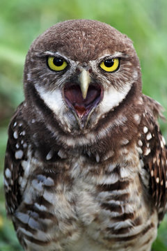 A Burrowing Owl yawns in Brian Piccolo Park, south Florida