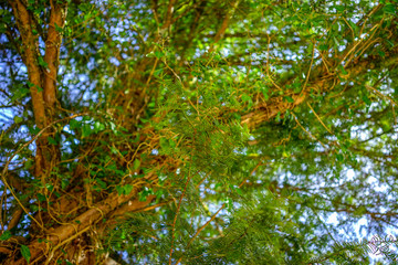 Looking up and seeing the green leaves of a tree