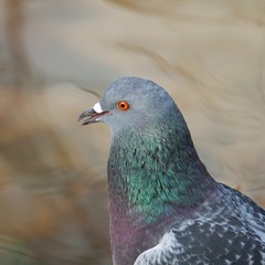 the pigeon bird in the park in the nature
