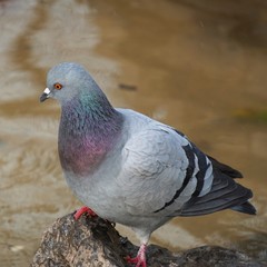 the pigeon bird in the park in the nature