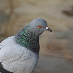 the pigeon bird in the park in the nature