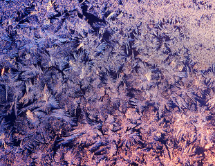 beautiful natural background with frosty pattern on the glass illuminated by sunlight in soft lilac...