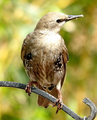 Starling