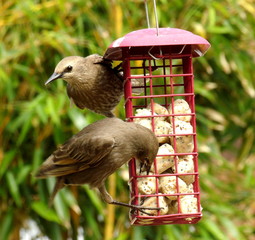 Starling