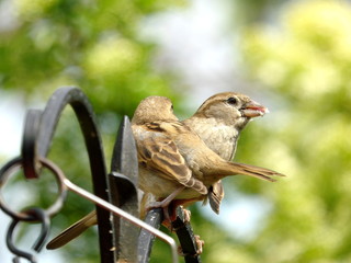 Sparrow