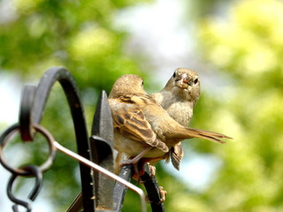 Sparrow