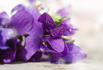 Naklejka premium Pattern of Bright Purple Violet Viola Flowers against white background. Top view floral background.