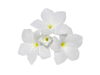 Fototapeta na wymiar Frangipani flowers isolated on white