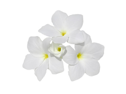 Frangipani flowers isolated on white