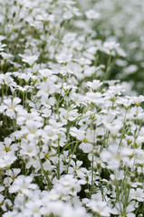 Cerastium tomentosum in bloom. Beautiful white summer flowers. Floral background.