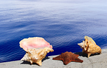 Fototapeta na wymiar starfish and seashells, deep blue water on a background