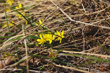 Yellow Flowers