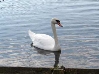 Swan