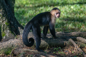 White-headed capuchin monkey (Cebus capucinus) resting in National Park Manuel Antonio - Costa Rica