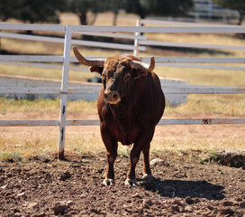 bull in the cattle farm
