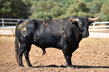 bull in the cattle farm