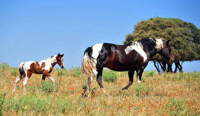 Fototapeta premium caballos