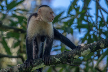White-headed capuchin monkey (Cebus capucinus) resting in National Park Manuel Antonio - Costa Rica