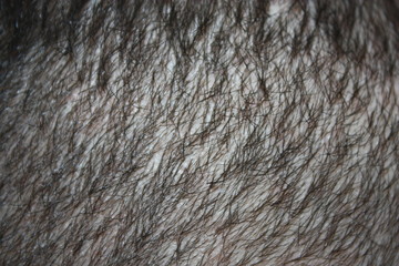 texture of a fox fur