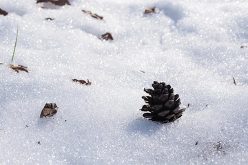 雪と松ぼっくり