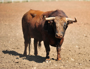 bull in the cattle farm