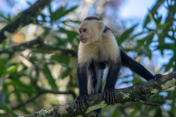 White-headed capuchin monkey (Cebus capucinus) resting in National Park Manuel Antonio - Costa Rica