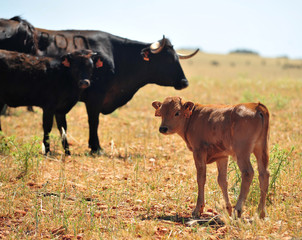 bull in the cattle farm