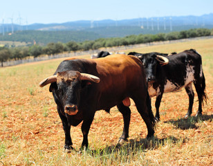 bull in the cattle farm