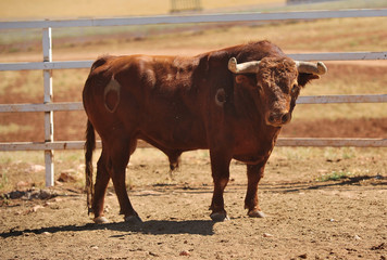 bull in the cattle farm