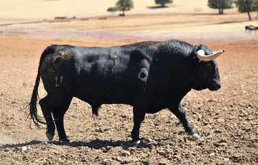 bull in the cattle farm